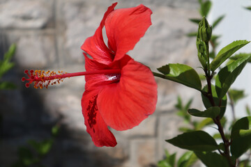 Red Chinese hibiscus (Hibiscus rosa-sinensis) flower against a stone wall background, close-up