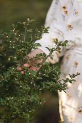 A woman holds a blossoming branch. A female hand touches a blossoming tree branch with white flowers.  idea of freshness, tenderness and blooming of springtime. Touch the delicacy of nature. 
