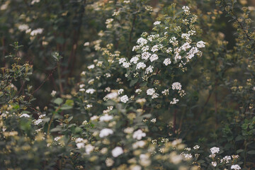 white flowers summer greens bush. blooming spirea in the garden. Green leaves of a tree in daylight in spring. White flowers on a dark green background.