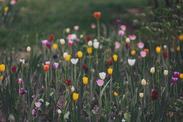 Brightly colored tulips in a garden. Beautifully blooming iridescent tulips in a flower garden...