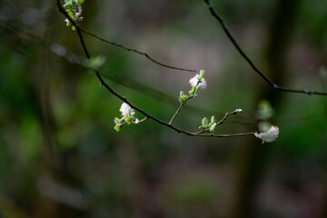 green leaves on the tree