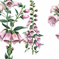 Detailed digital illustration of blooming pink foxglove flowers with green leaves on a white background.