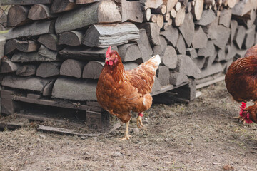 Domestic chicken with brown and white feathers running around the yard in the free range. Organic chickens. Homegrown eggs. Funny expression