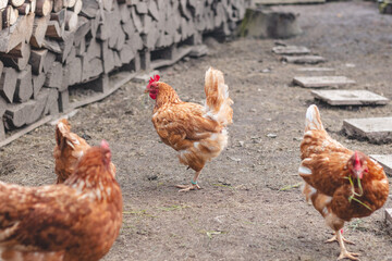Domestic chicken with brown and white feathers running around the yard in the free range. Organic chickens. Homegrown eggs. Funny expression