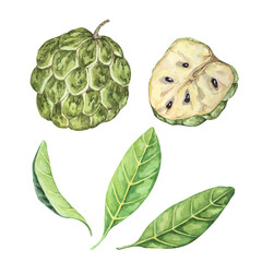 Green cherimoya exotic fruit with leaves. Hand drawn watercolor illustration of custard apple,...