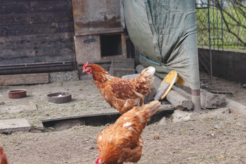 Domestic chicken with brown and white feathers running around the yard in the free range. Organic chickens. Homegrown eggs. Funny expression