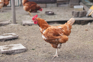 Domestic chicken with brown and white feathers running around the yard in the free range. Organic chickens. Homegrown eggs. Funny expression