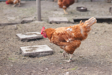 Domestic chicken with brown and white feathers running around the yard in the free range. Organic chickens. Homegrown eggs. Funny expression