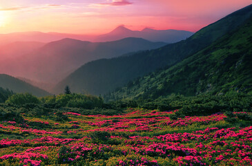 summer blooming pink flowers on background mountains, floral summer landscape, Europe, border Romania and Ukraine, Marmarosy range, Europe