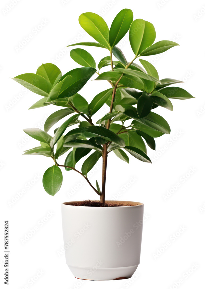 Wall mural PNG Plant in home bonsai leaf tree. - Wall murals