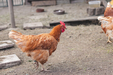Domestic chicken with brown and white feathers running around the yard in the free range. Organic chickens. Homegrown eggs. Funny expression