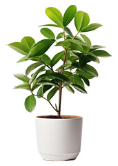 PNG Plant in home bonsai leaf tree.