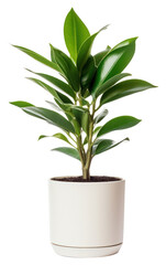 Fototapeta premium PNG Plant in home bonsai leaf vase.