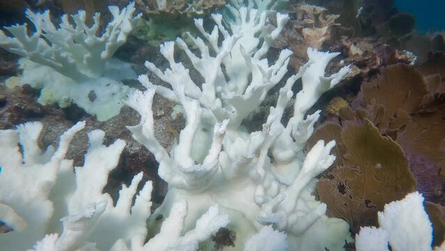 Bleached elkhorn coral 