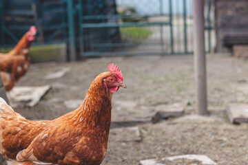 Domestic chicken with brown and white feathers running around the yard in the free range. Organic chickens. Homegrown eggs. Funny expression