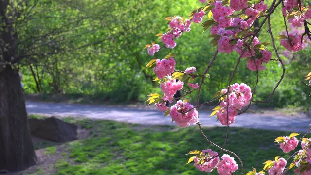 NEW YORK, NEW YORK, USA - APRIL 19 2023: People walk on the footpath beyond the full bloomed Kwanzan Cherry blossoms in Central Park during spring season in New York City.