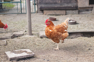 Domestic chicken with brown and white feathers running around the yard in the free range. Organic chickens. Homegrown eggs. Funny expression