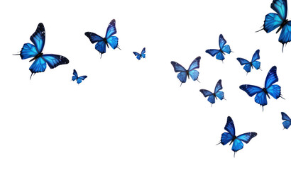 PNG Butterflies butterfly animal insect