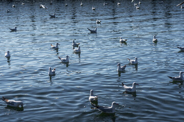 Fototapeta premium some water birds are flying on the water