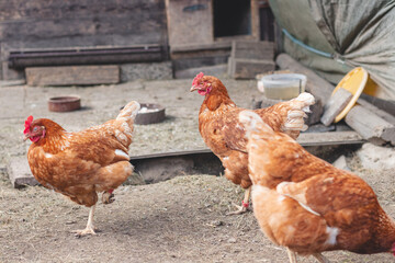 Domestic chicken with brown and white feathers running around the yard in the free range. Organic chickens. Homegrown eggs. Funny expression