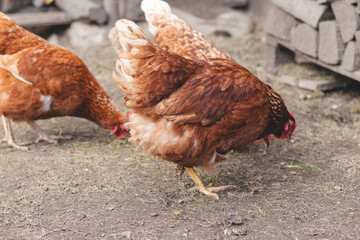 Domestic chicken with brown and white feathers running around the yard in the free range. Organic chickens. Homegrown eggs. Funny expression