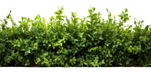 Green natural Shrub border plant shrub hedge