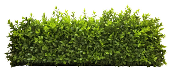 Naklejka premium Green Shrub border plant hedge shrub