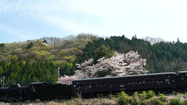 桜満開を走る蒸気機関車