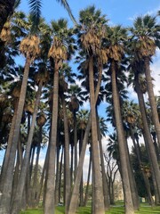 Tropical palm trees 