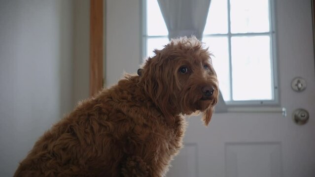 Goldendoodle pet at home, sitting on the black couch and looking at camera. Close up footage
