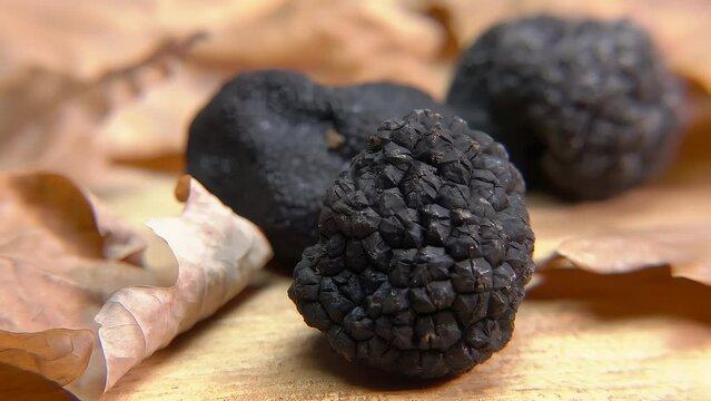 Panorama of a delicious rare black truffle mushroom on the wooden surface with dry oak leaves. High quality 4k footage