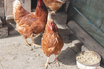 Domestic chicken with brown and white feathers running around the yard in the free range. Organic chickens. Homegrown eggs. Funny expression