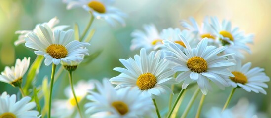 Daisies against a backdrop of spring.