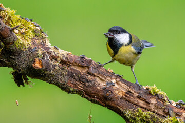 Obraz premium Kohlmeise sitzt auf einem alten Ast im Frühling