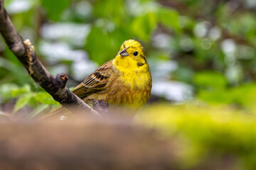 Goldammer sitzt am Boden im Frühling