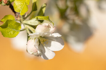 A apple blossom with shades of delicate pink just touching the white petals and fresh green leaves growing along the stem stands out against a background of warm gold color on a sunny spring day.