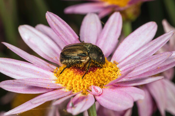 bug on flower