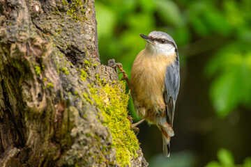 Obraz premium Kleiber sitzt auf einem alten Ast der mit Moos bewachsen ist 
