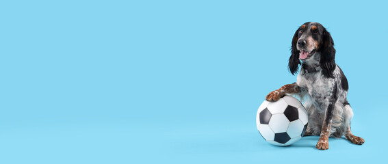 Cute cocker spaniel with soccer ball sitting on blue background
