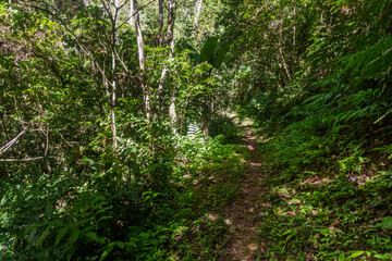 Trail to Pagnueng waterfall in Nam Ha National Protected Area, Laos