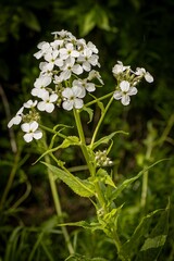 White flower of Hesperis matronalis plant