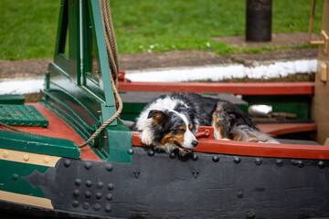 Fluffy dog on a canal boat enjoying a day out, Image shows a beautiful Boarder Collie dog resting with it's head over the side at the front of a canal boat as it approaches a lock in Surrey