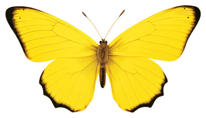 PNG  Yellow butterfly animal insect moth.