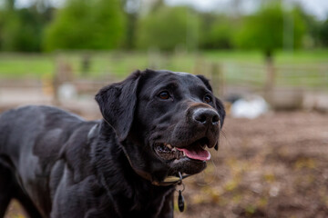 Close up of a black Labrador retriever, Image shows a beautiful close up of a black Labrador waiting for his favourite toy to be thrown on a small farm in Surrey