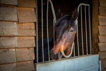 Bay horse looking out of his stable, Image shows a young male bay Connemara pony with his head...
