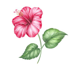 Watercolor hibiscus. Tropical floral illustration - 787566734