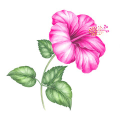 Watercolor hibiscus. Tropical floral illustration - 787566969