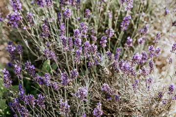 A vibrant close-up of purple lavender flowers in full bloom under daylight, with visible details of...
