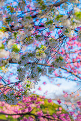 東京　新宿御苑の春の風景