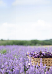 Harvesting season. Lavender bouquets and basket. - 787569513